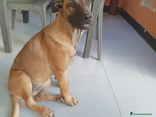 Pastore Tedesco cani Kuba dal carattere solare - Annuncio 2