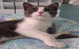 Europeo gatti in regalo: iss Frangetta e Pandino 💕 - Immagine 1