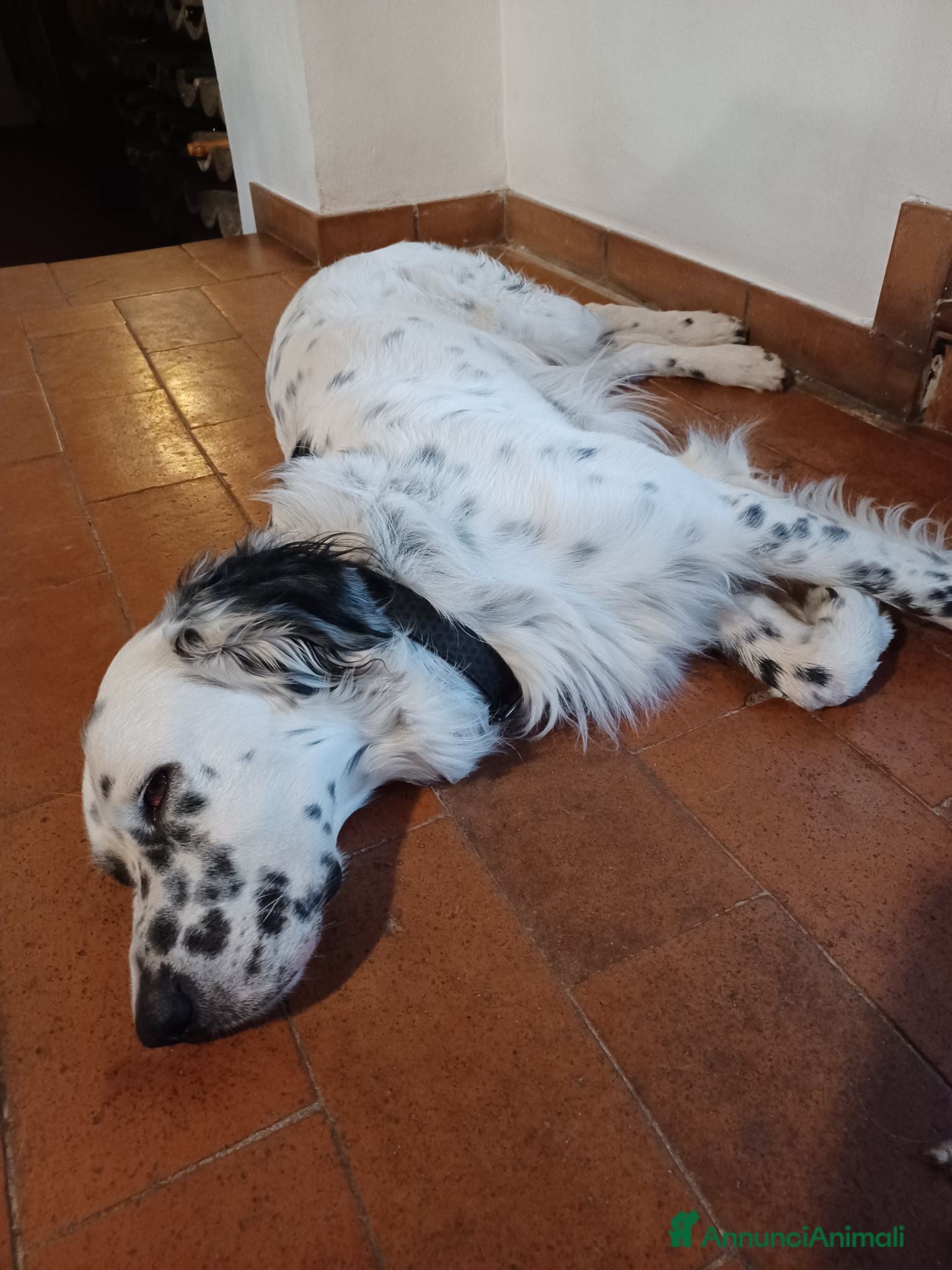 Meticcio cani adozione di Argo - Annuncio 1