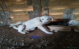 Meticcio cani in regalo: Ford. - Immagine 1