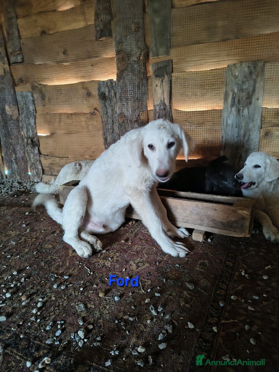 Meticcio cani in regalo: Ford. - Immagine 1