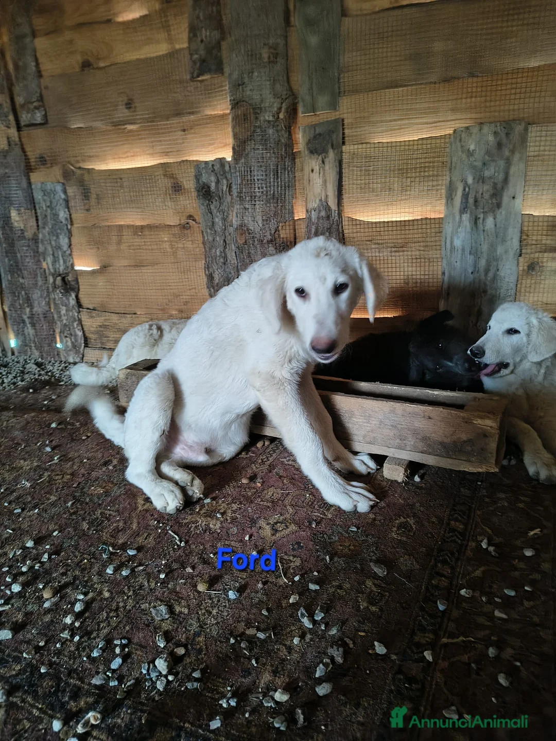 Meticcio cani in regalo: Ford. - Annuncio 1