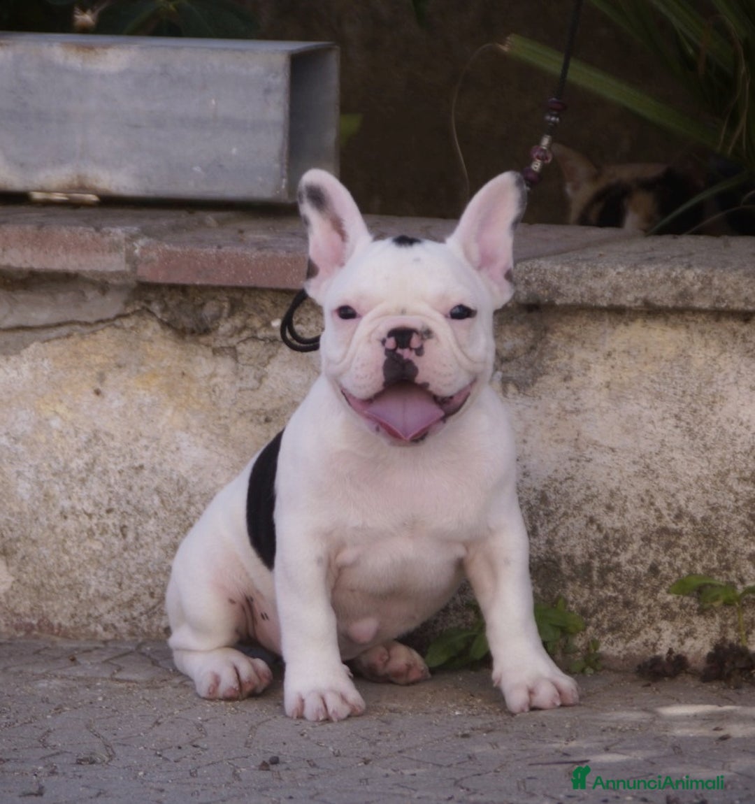 Bulldog Francese cani in vendita: Bulldog francese pedigree  a Provincia di Cosenza - Immagine 2