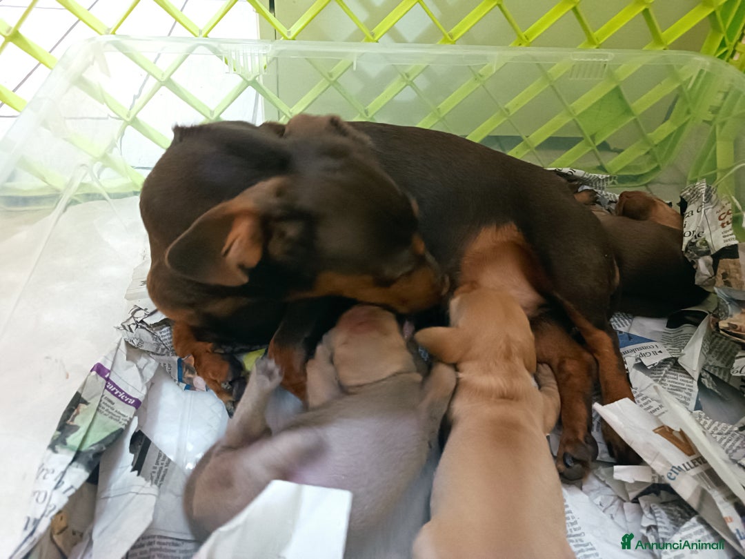 Bassotto cani in vendita: Bassotto colore isabella taglia piccola  - Immagine 4