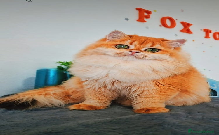 Scottish gatti - Annuncio 5