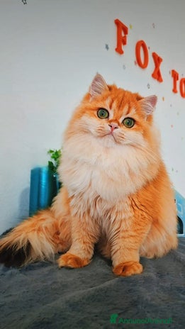 Scottish gatti - Annuncio 5