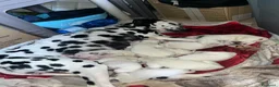 Dalmata cani in vendita: Vendita cani cuccioli dalmata - Annuncio 11