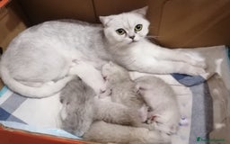 British gatti in vendita: Scottish fold sthrait  - Immagine 2