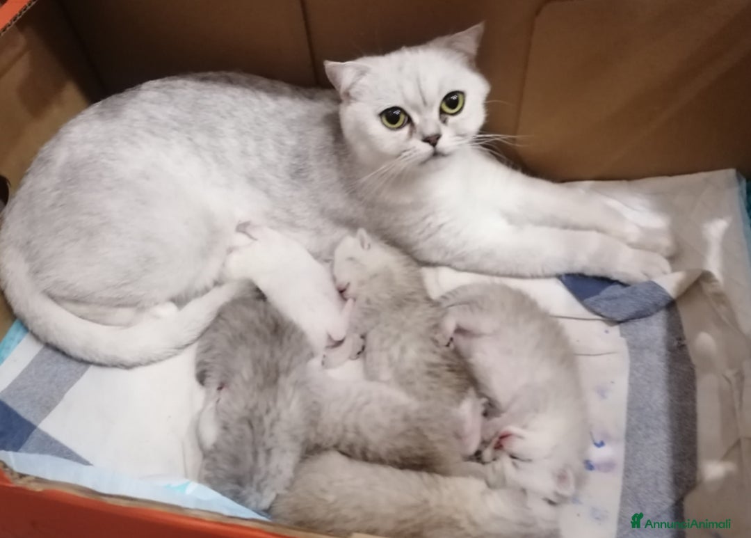 British gatti in vendita: Scottish fold sthrait  - Immagine 2