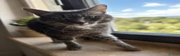 Certosino gatti in regalo: Incrocio certosino di un anno - Annuncio 6