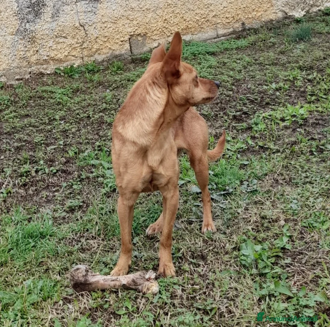 Meticcio cani in regalo: LOLA TAGLIA PICCOLA  - Annuncio 3