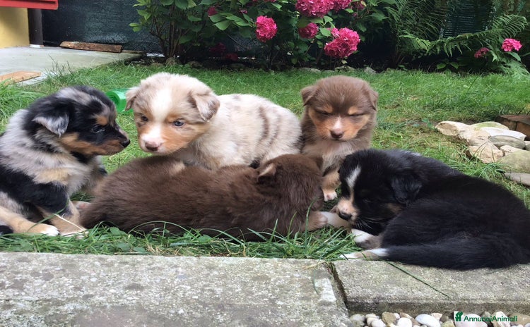 Australian Shepherd cani a Provincia di Treviso - Annuncio 1
