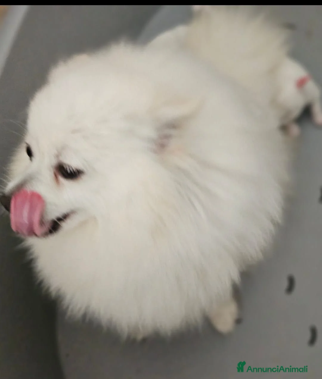 Volpino Italiano cani in vendita: Cuccioli di Volpino Italiano - Annuncio 17