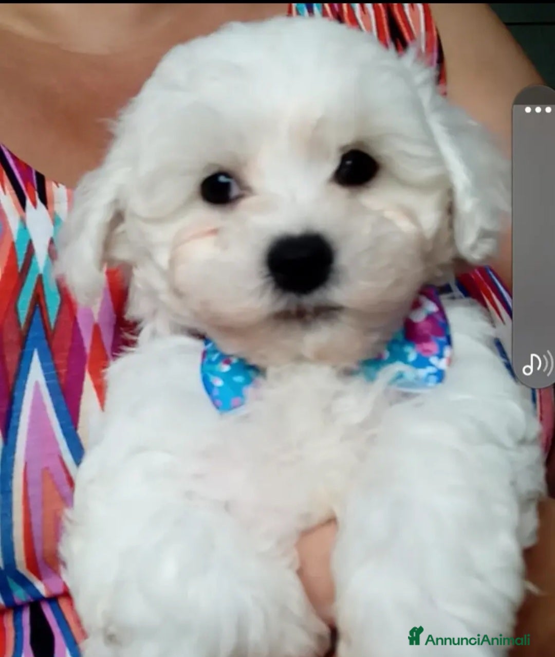 Bichon cani in vendita: Bichon a poil frisé - Annuncio 4