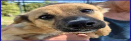 Meticcio cani in regalo: MIRA STUPENDA CUCCIOLA 6 MESI DAGLI OCCHI DOLCI CE - Annuncio 14