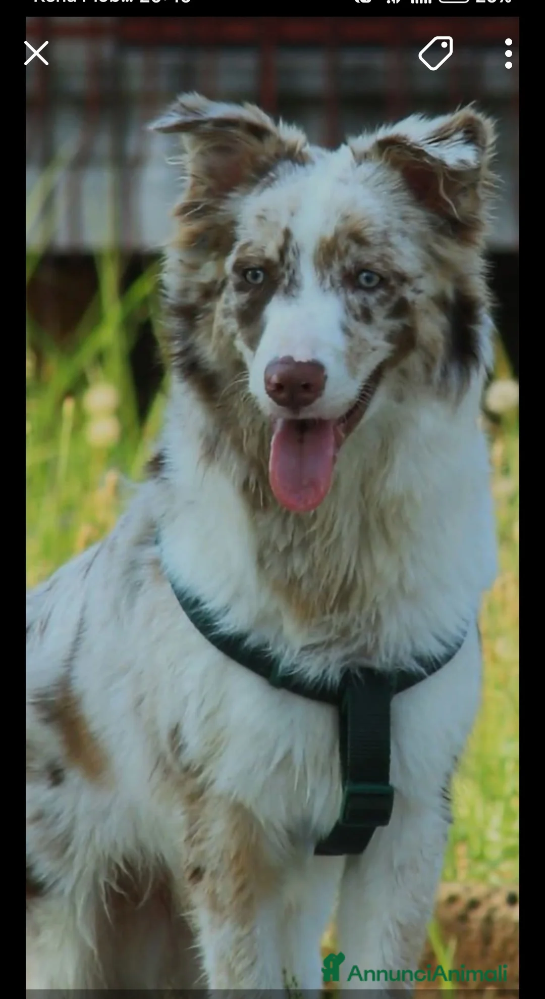 Border Collie cani in vendita:  Cucciolo di Border Collie  - Annuncio 3