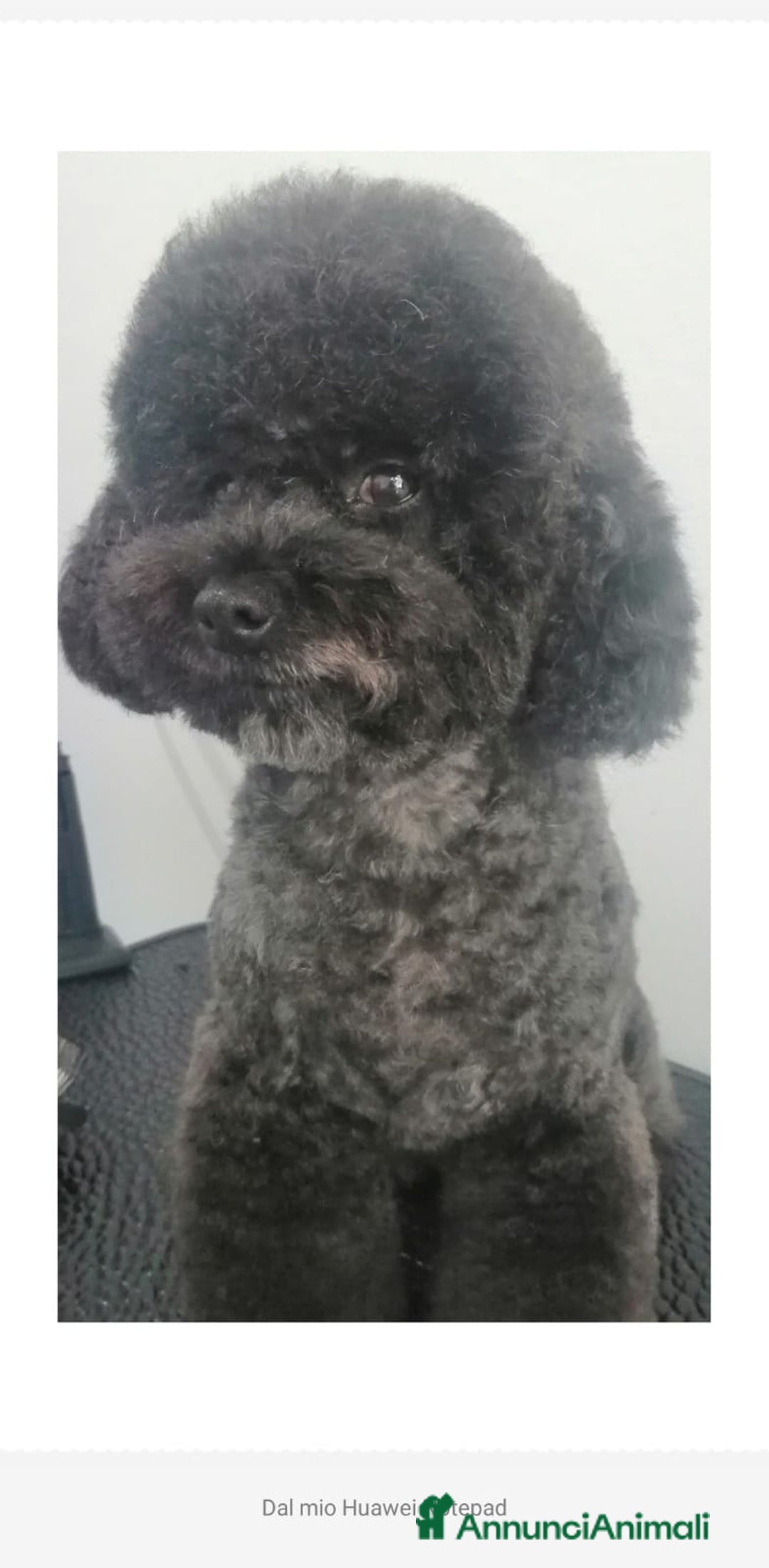 Barboncino Toy cani in vendita: Barboncino Toy Bianco  - Annuncio 5