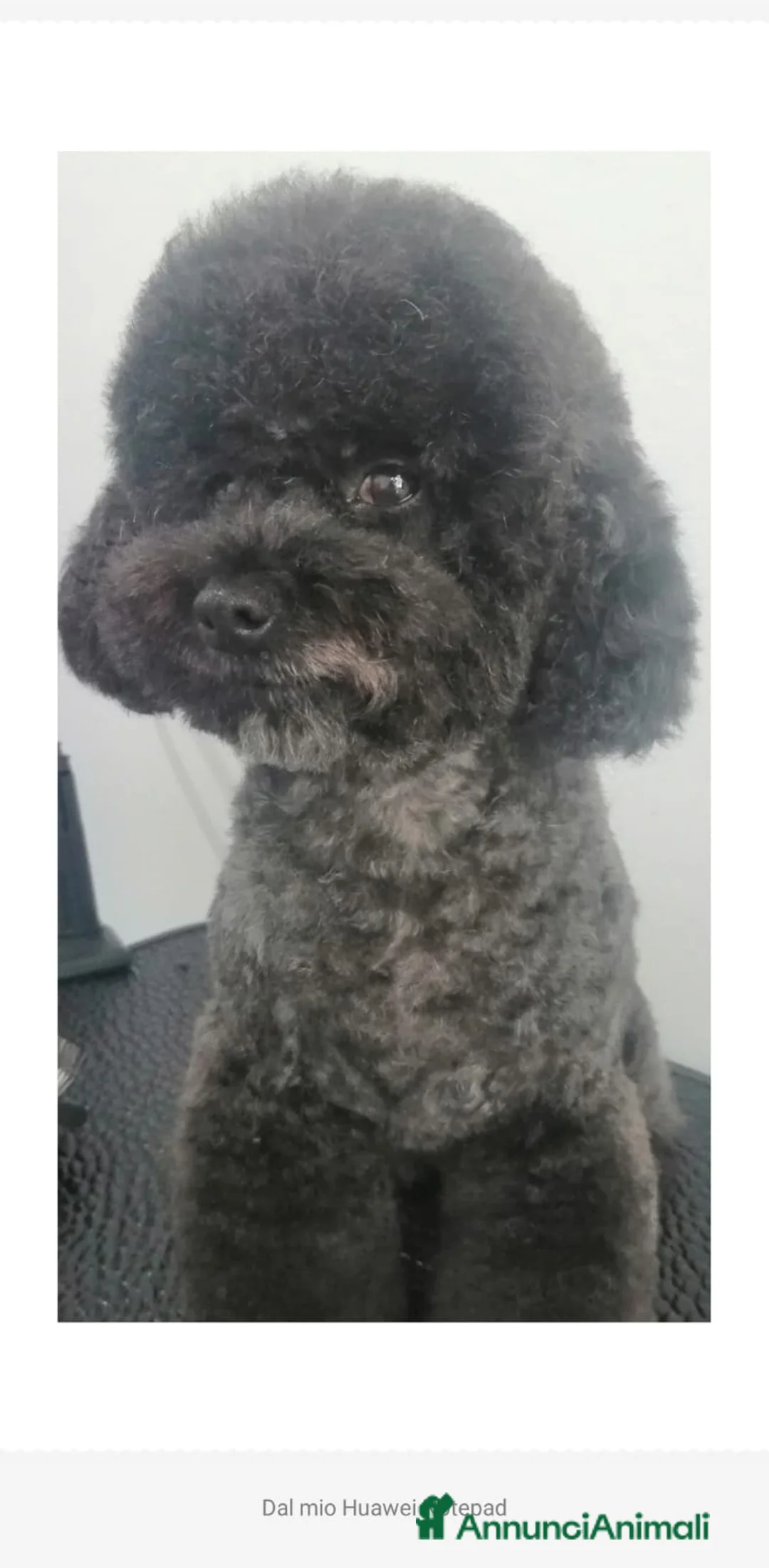 Barboncino Toy cani in vendita: Barboncino Toy Bianco  - Annuncio 9