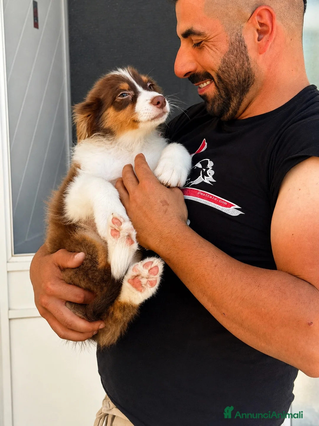 Australian Shepherd cani in vendita: Femmina pastore australiano  - Annuncio 5
