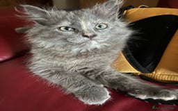 Siberiano gatti in vendita: Gatti siberiani  a Provincia di Biella - Immagine 20