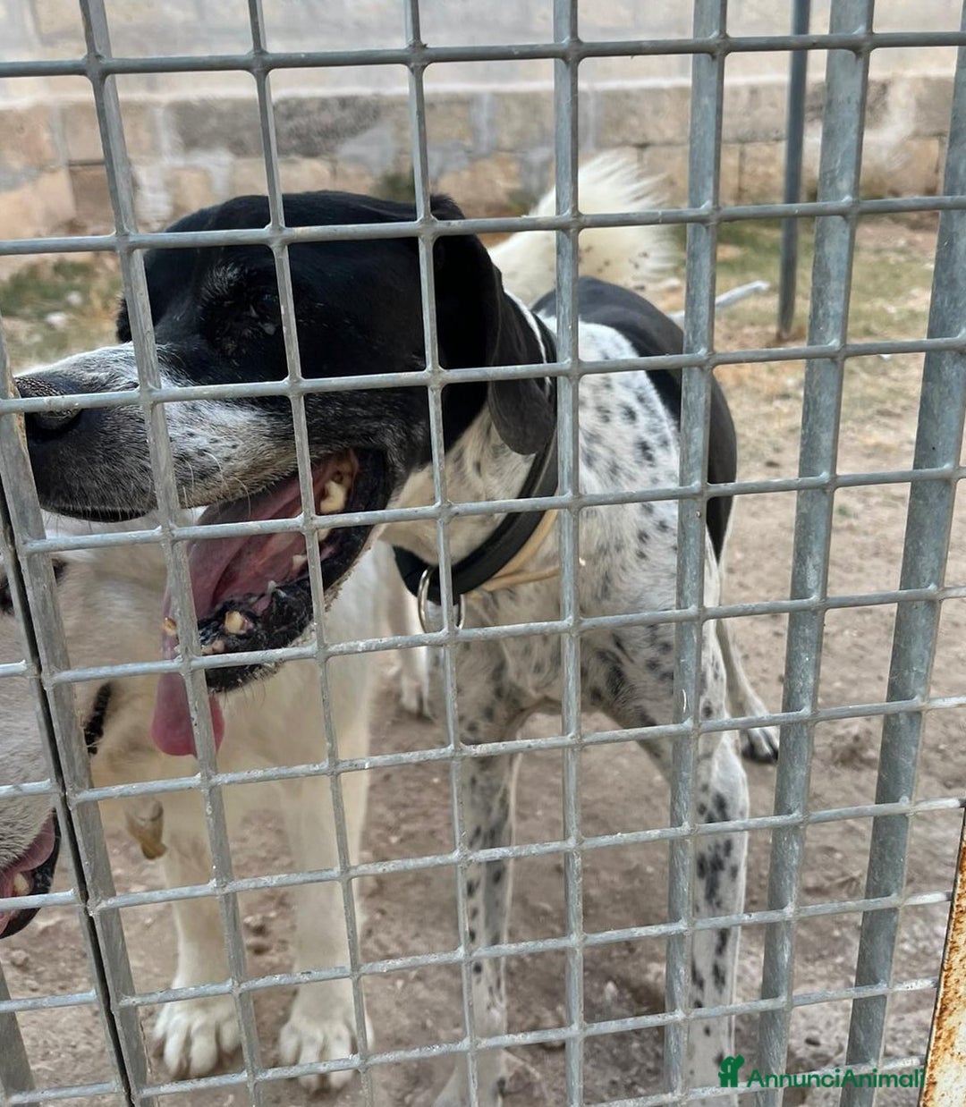 Pointer cani in regalo: DJANGO adorabile cane da adottare! - Annuncio 4