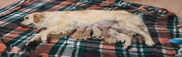 Golden Retriever cani in vendita: Cuccioli Golden Retriever a Provincia di Parma - Annuncio 1