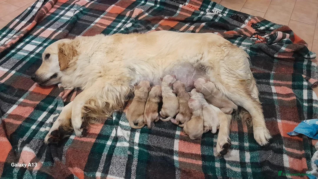 Golden Retriever cani in vendita: Cuccioli Golden Retriever a Provincia di Parma - Annuncio 1