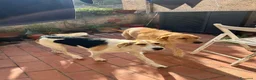 Meticcio cani in regalo: Adozione di coppia? Sarebbe un miracolo - Annuncio 8