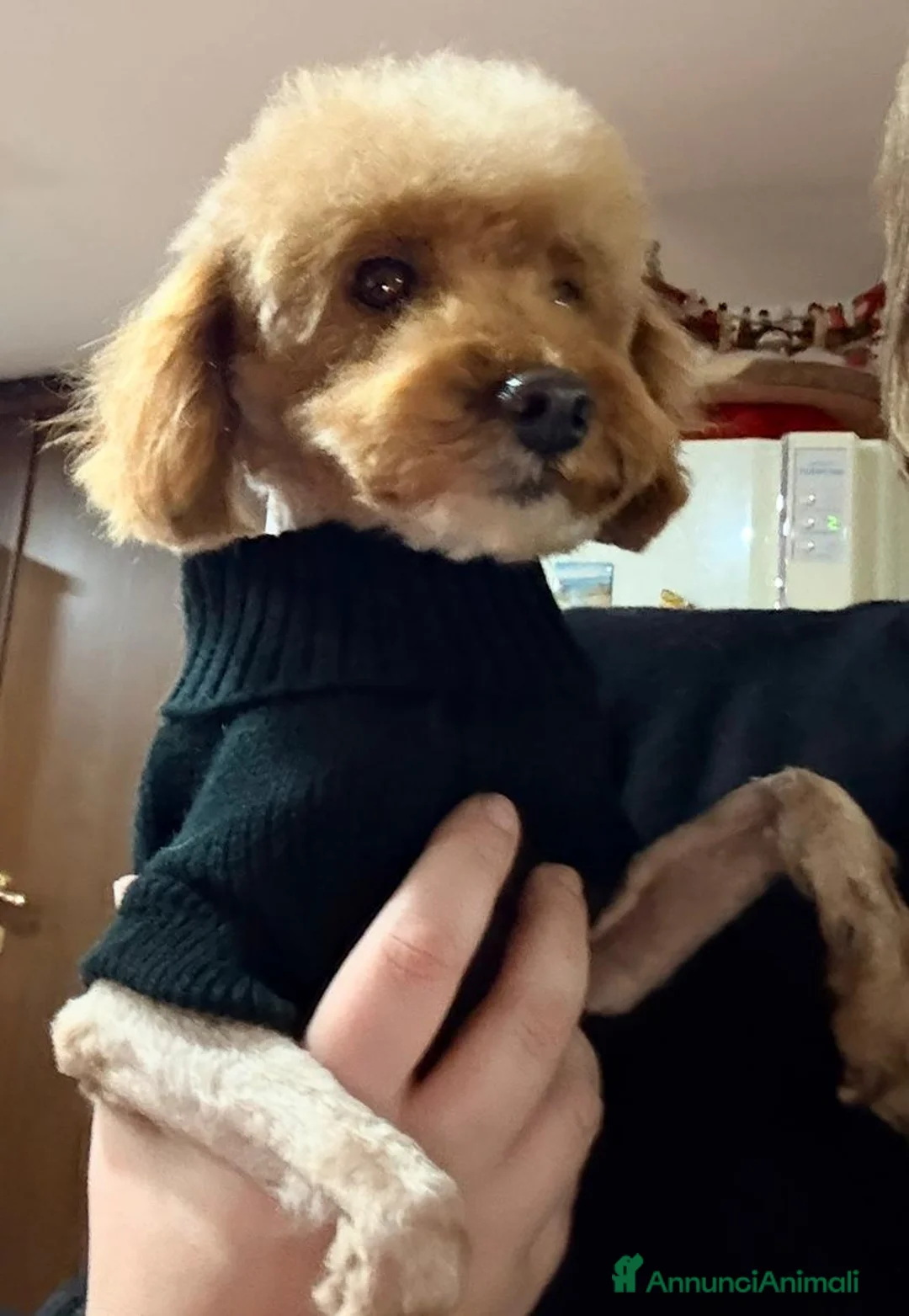 Barboncino Toy cani in vendita: Barboncino  - Annuncio 1