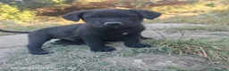 Meticcio cani in regalo: Cuccioli meticci - Annuncio 7