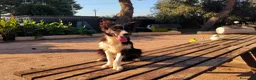 Border Collie cani in vendita: Cuccioli di Border collie - Annuncio 4