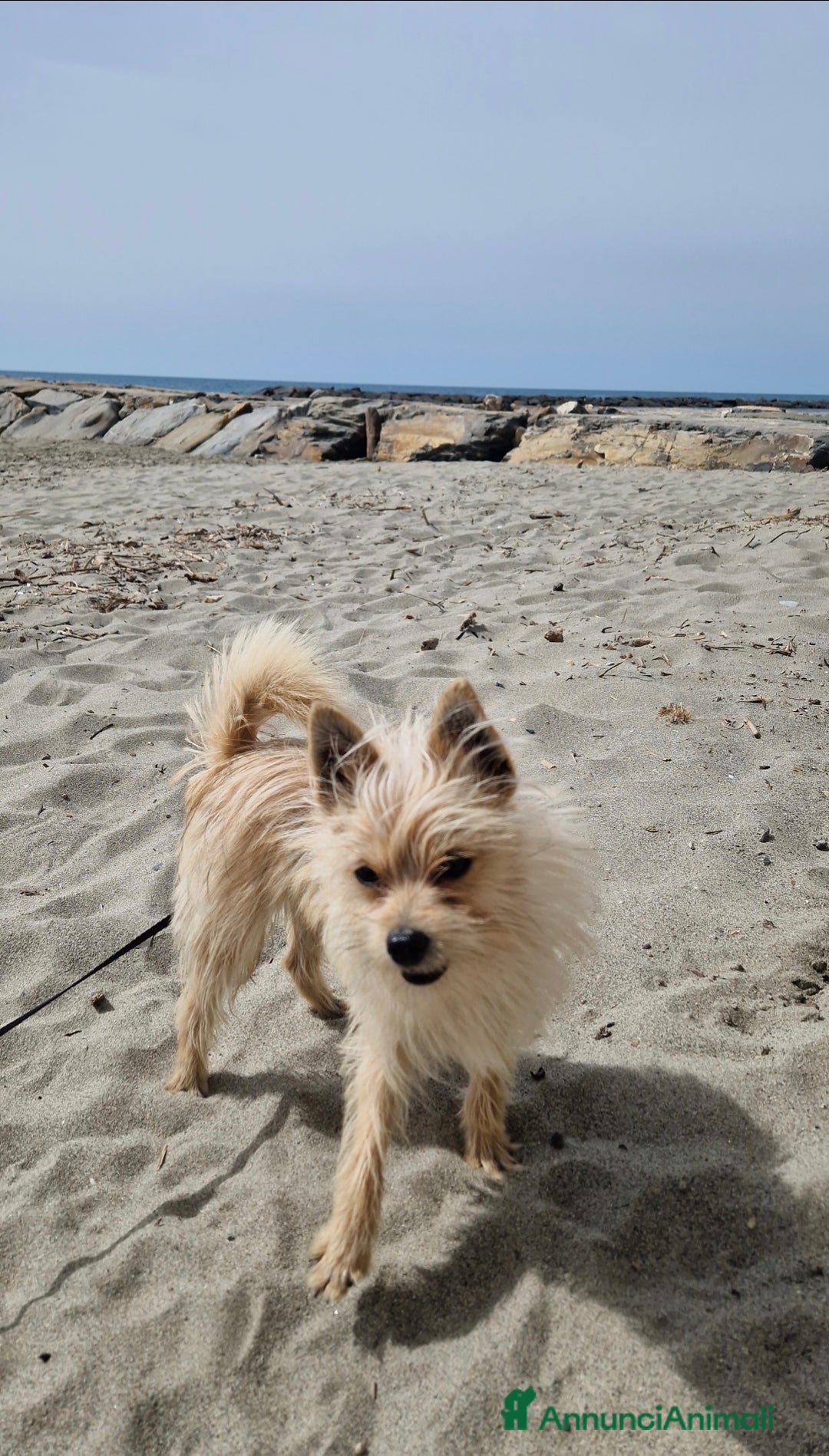 Volpino Italiano cani in regalo: Cane di taglia mini a Provincia di Imperia - Immagine 3