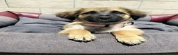 Meticcio cani in regalo: TRUDY cucciola deliziosa - Annuncio 3