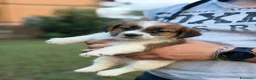 Jack Russell cani in vendita: Jack Russell altissima genealogia a Città metropolitana di Roma Capitale - Annuncio 5