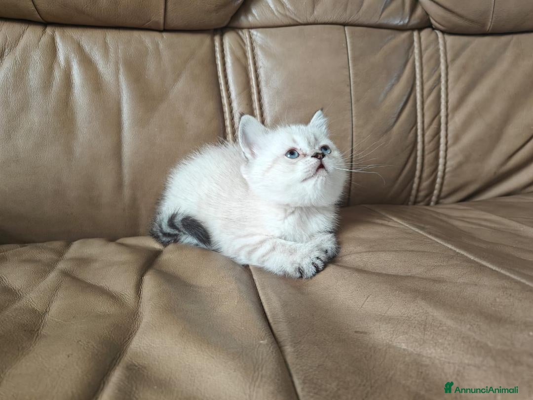 British gatti British Shorthair - Annuncio 11