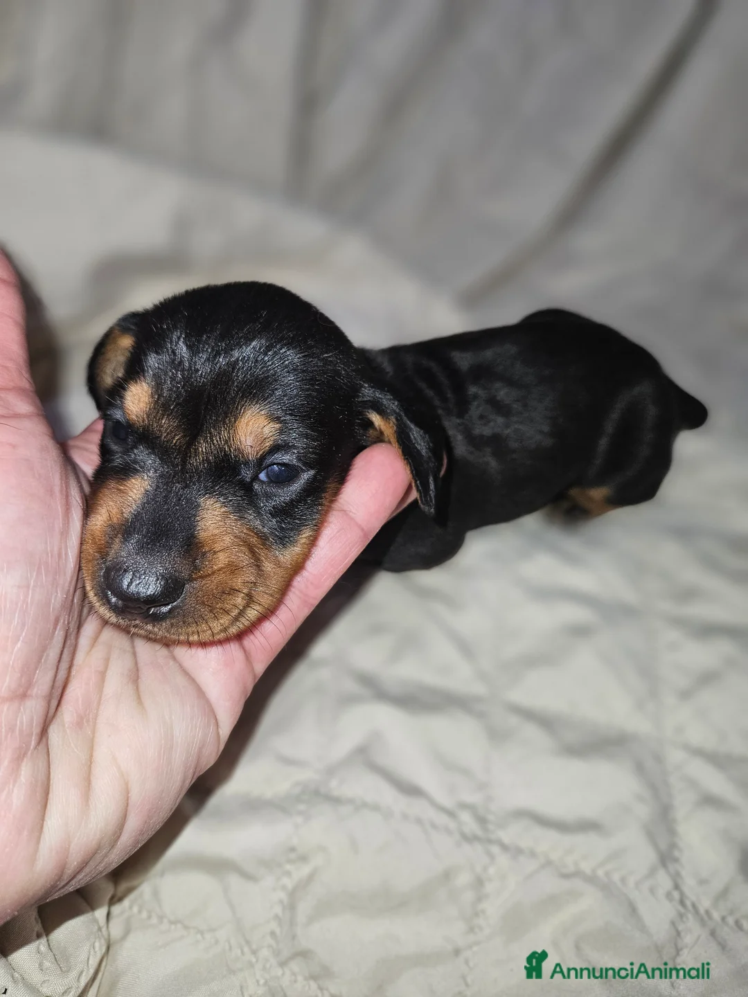 Bassotto cani in vendita: Bassotto kaninchen nero focato  a Città metropolitana di Milano - Annuncio 17