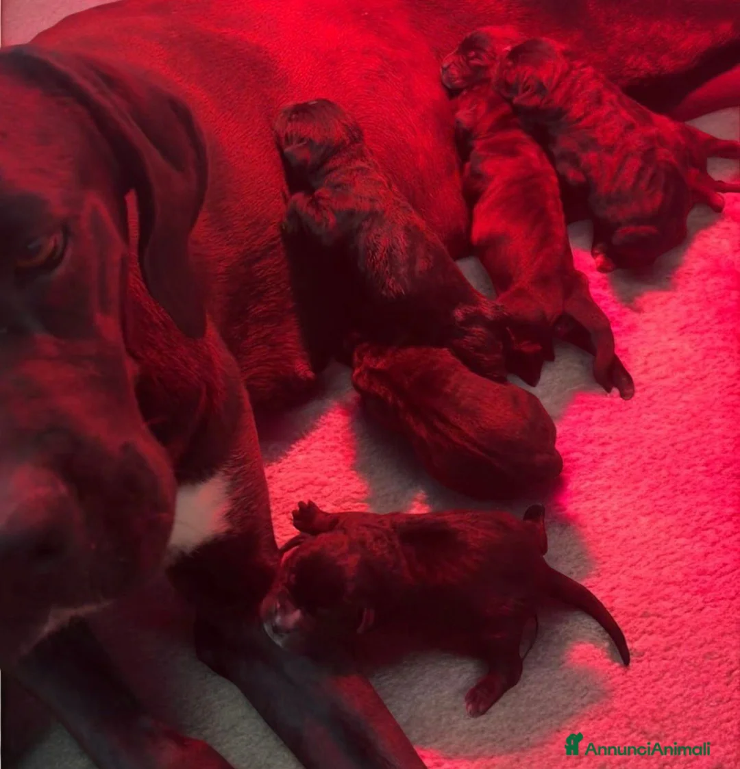 Cane Corso cani in vendita: Cuccioli cane corso con pedigree enci  - Annuncio 2