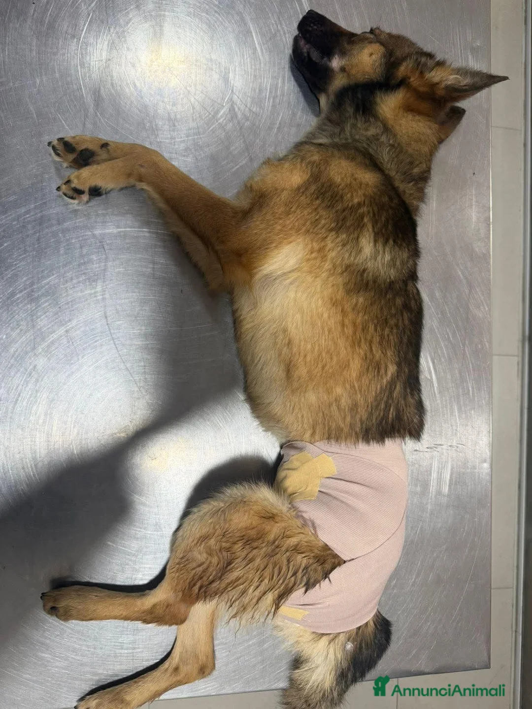 Pastore Tedesco cani in regalo: ADOZ.DEL CUORE:trovata investita,ora sta bene  - Annuncio 1