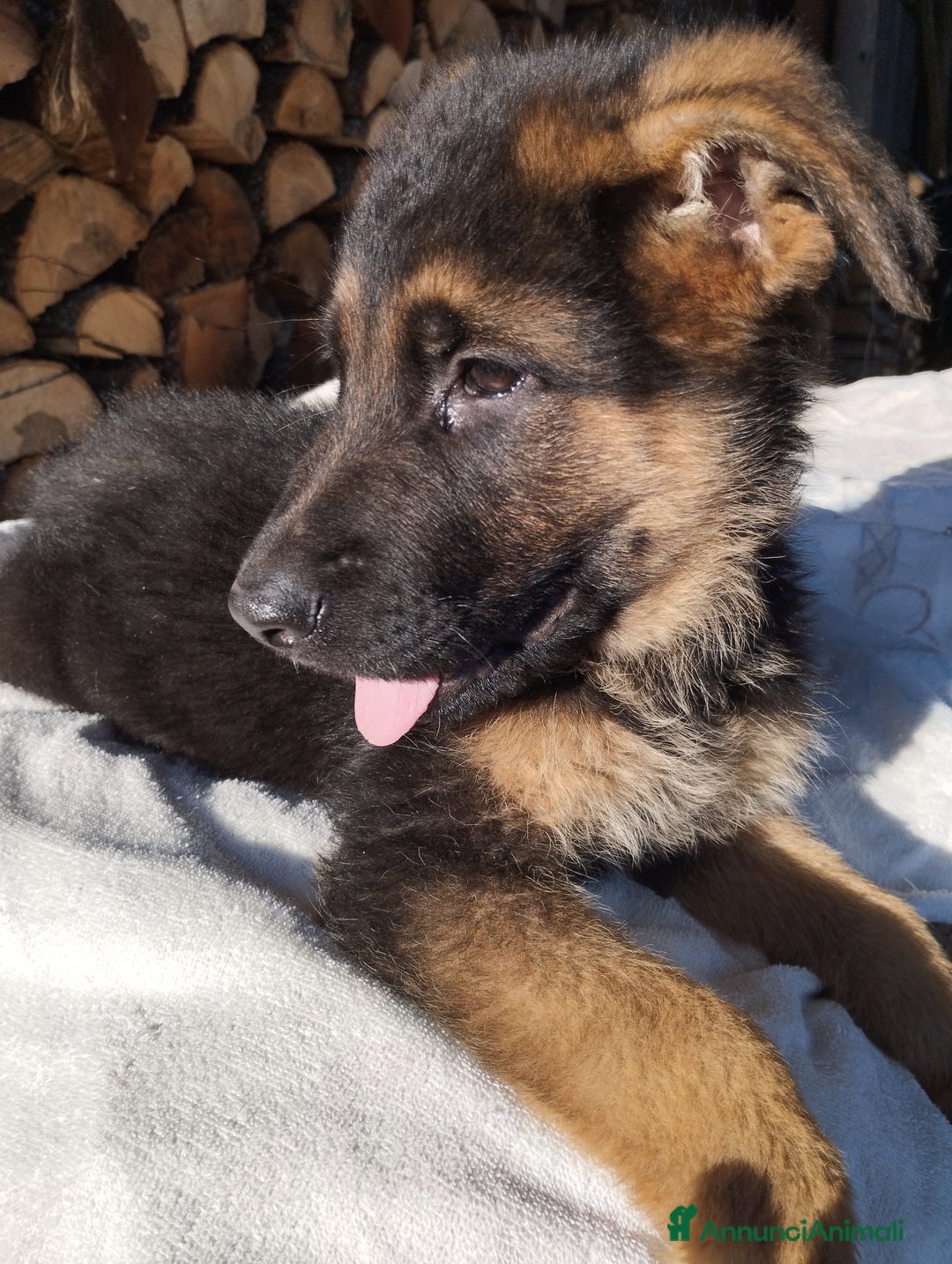 Pastore Tedesco cani in vendita: Cuccioli cercano casa - Annuncio 5
