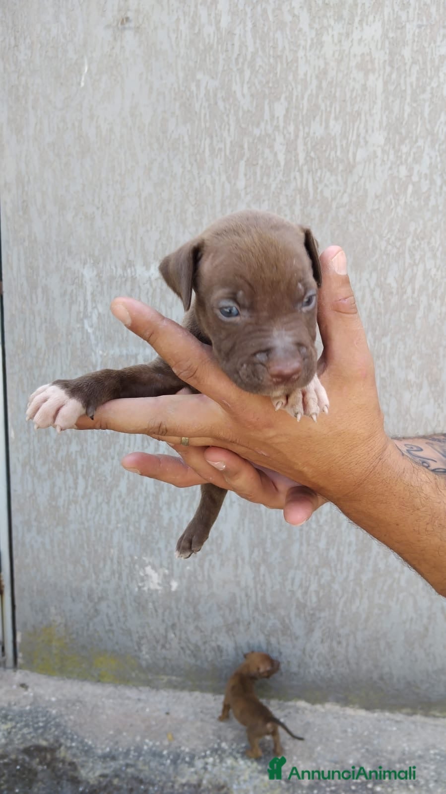 Pitbull cani american pitbull - Annuncio 11