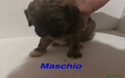 Shih Tzu cani in vendita: Cuccioli Shih Poo a Provincia di Arezzo - Immagine 3