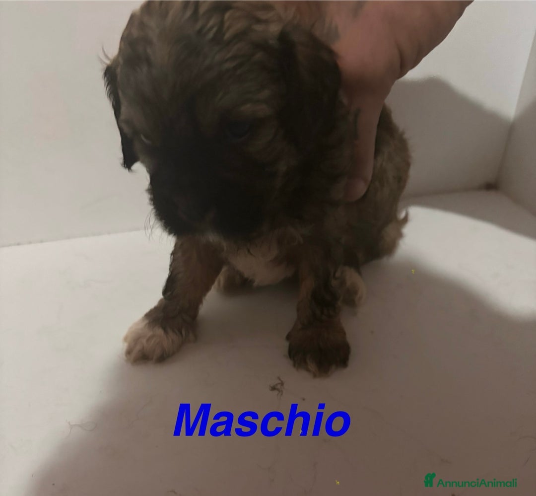 Shih Tzu cani in vendita: Cuccioli Shih Poo a Provincia di Arezzo - Immagine 3