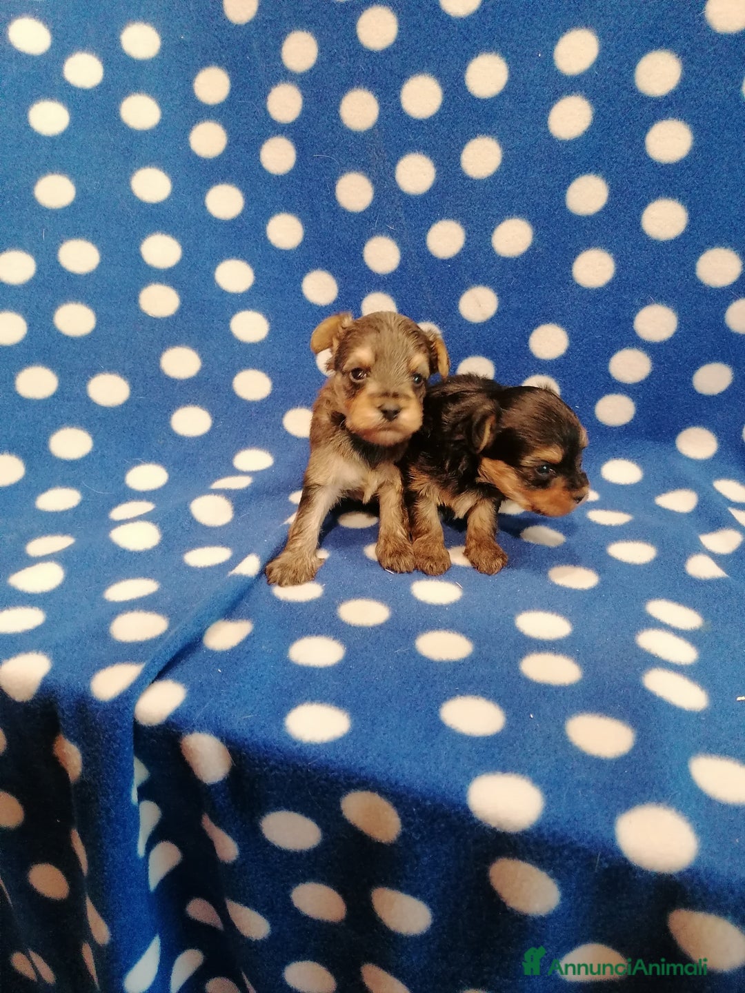 Meticcio cani in vendita: Yorkiepoo cuccioli - Annuncio 6