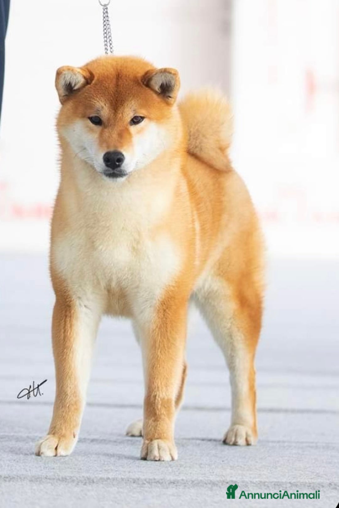 Shiba Inu cani in vendita: Shiba inu cuccioli  a Province of Pavia - Immagine 19