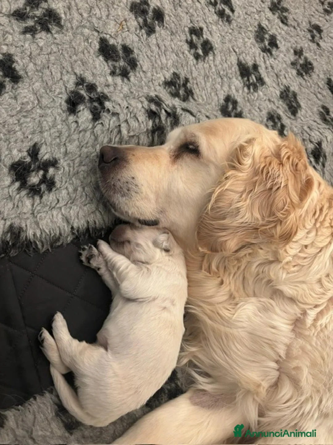 Golden Retriever cani in vendita: Cucciolata di Golden Retriever inglesi - Annuncio 1