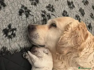 Golden Retriever cani Cucciolata di Golden Retriever inglesi - Annuncio 1