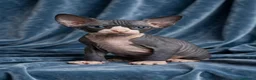 Sphynx gatti in vendita: Sphynx con pedigree  - Annuncio 5
