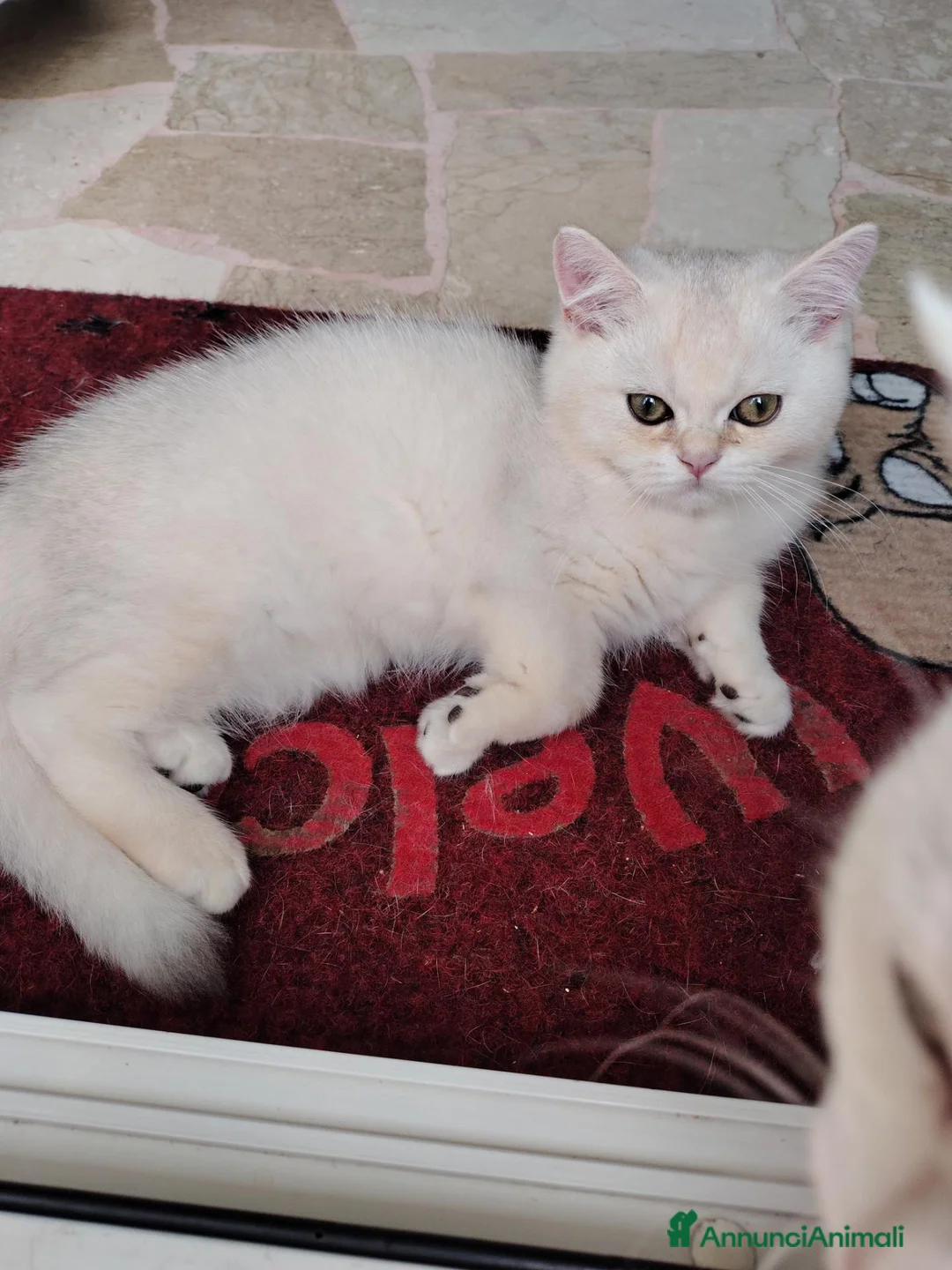 British gatti in vendita: Maschietto British shorthair  - Annuncio 2