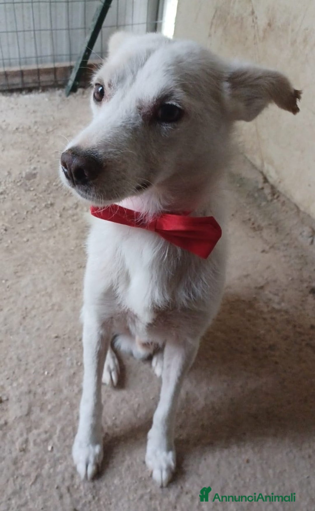 Meticcio cani in regalo: SOS SOS SOS DOLCISSIMO PLUTO a Provincia di Rimini - Annuncio 3