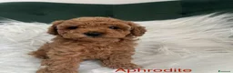 Barboncino Toy cani in vendita: Tre adorabili barboncini toy - Annuncio 2